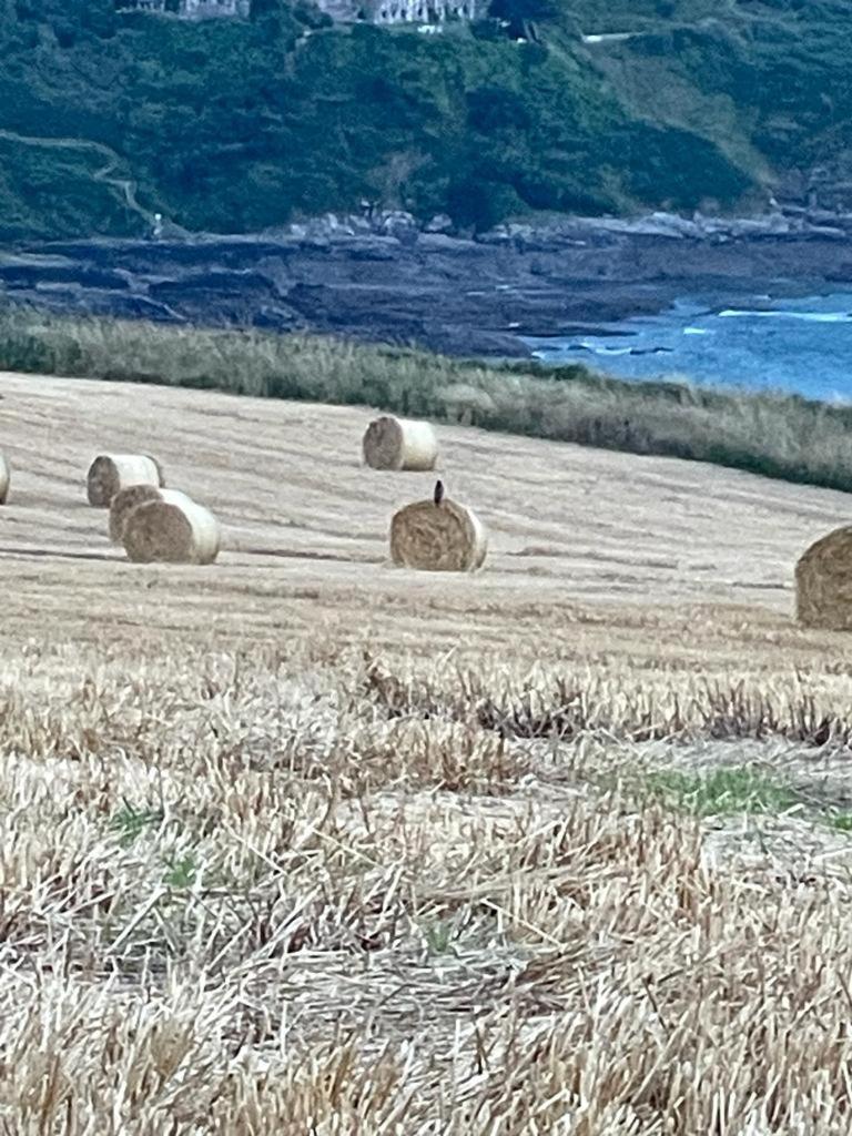 New Wiggle Farmhouse Millbrook エクステリア 写真
